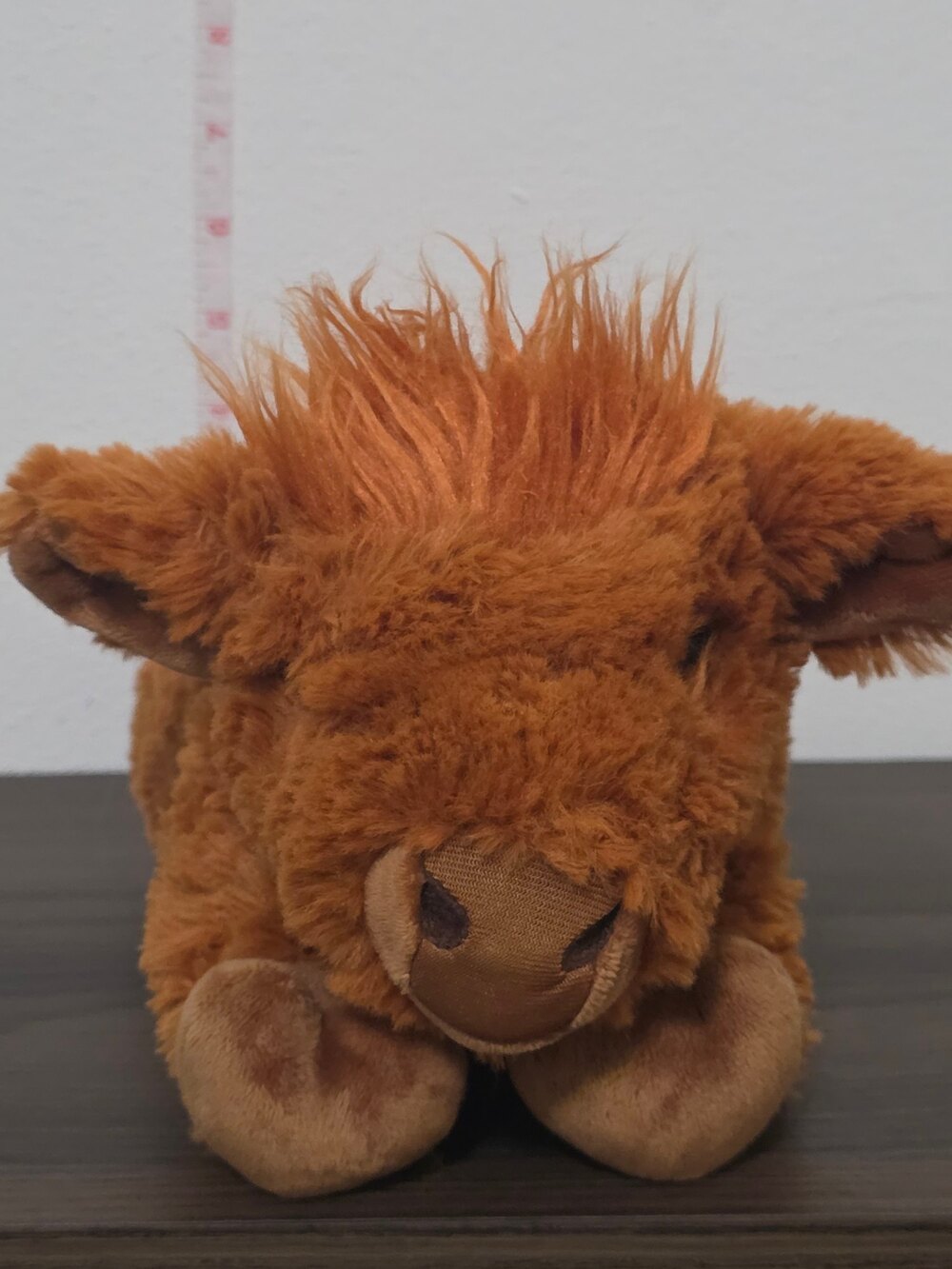 fao swarz highland cow
